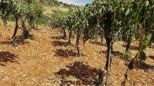 بستان زيتون فلسطيني بالقرب من الخليل حيث تم قطع حوالي 400 شجرة زيتون في هجوم جريمة كراهية في 16 مايو / أيار 2018. (B'Tselem)