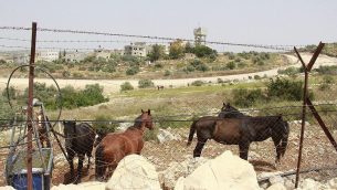 إسطبل خيول يقع على أرض فلسطينية خاصة في مستوطنة شعاري تيكفا بالضفة الغربية بعيدا عن متناول المزارعين من قرية سنيريا، الذين عملوا في الميدان منذ عقود. (Jacob Magid/Times of Israel
