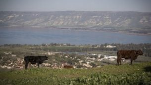 بقرة تقف في حقل يطل على بحيرة طبريا، شمال إسرائيل، 15 فبراير، 2018. (Nati Shohat/Flash90)