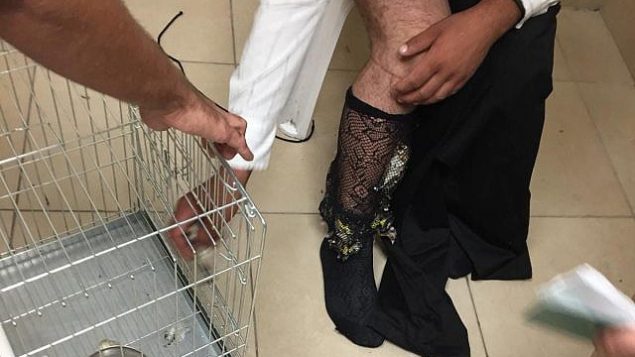 القبض على رجل حاول تهريب 40 من طائر الحسّون في جوارب شبكية  في معبر ألنبي الحدودي، 15 أكتوبر 2018 (الإدارة المدنية)