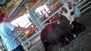 عامل يحاول تحريك عجل انهار عن الوقوف في مسلخ تنوفا في مدينة بيت شين الشمالية، ديسمبر 2012. (Animals Now)