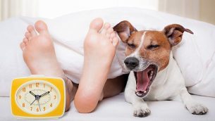 كلب يتثائب في السرير إلى جانب قدمين ومنبه. (Damedeeso, iStock by Getty Images)