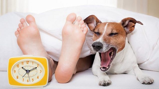 كلب يتثائب في السرير إلى جانب قدمين ومنبه. (Damedeeso, iStock by Getty Images)