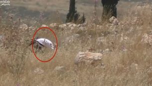 لقطة شاشة من مقطع فيديو يظهر فيها كما يُزعم جندي إسرائيلي خارج الخدمة يقوم بإشعال البنار في حقل تابع لمزراغين فلسطينيين في شمال الضفة الغربية، 17 مايو، 2019. (YouTube)