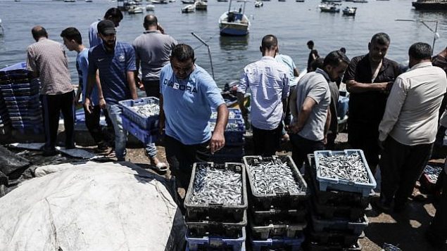 صيادون فلسطينيون يفرغون السمك الطازج في ميناء مدينة غزة المطل على البحر الأبيض المتوسط، 18 يونيو، 2019.  (Photo by MAHMUD HAMS / AFP)