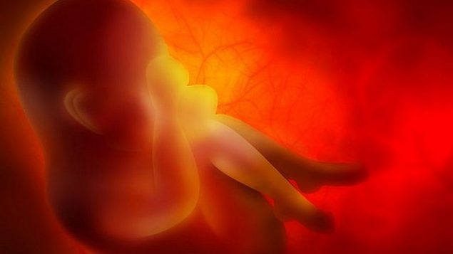صورة توضيحية لجنين (Zffoto; iStock by Getty Images)