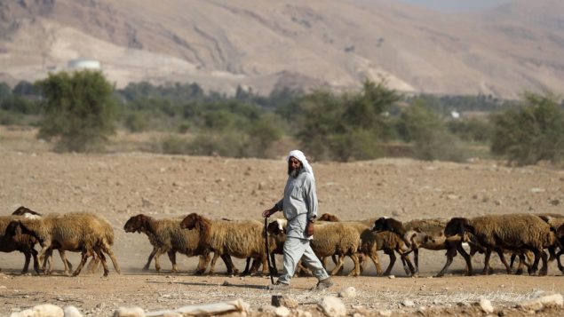راعي بدوي يقود غنامه في غور الاردن في الضفة الغربية، 11 سبتمبر 2019 (AHMAD GHARABLI / AFP)