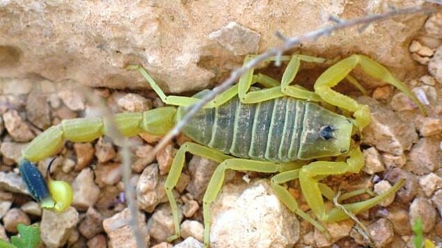 عقرب أصفر في صحراء النقب (Ester Inbar, public domain via Wikimedia Commons)