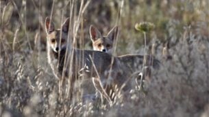 ثعلبان في منطقة القدس، 27 مايو 2020 (Dudu Ben Or, Israel Nature and Parks Authority)