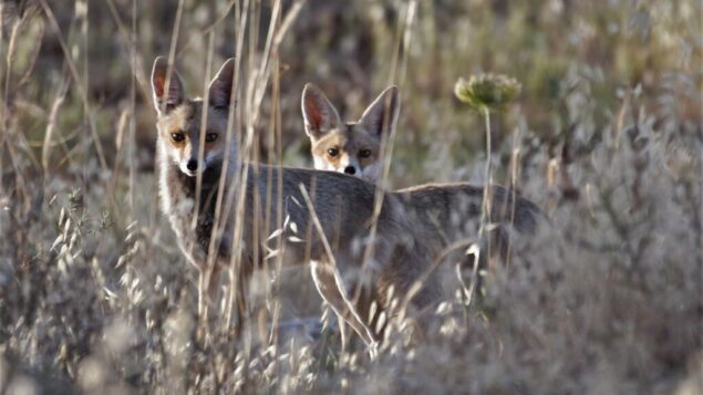 ثعلبان في منطقة القدس، 27 مايو 2020 (Dudu Ben Or, Israel Nature and Parks Authority)