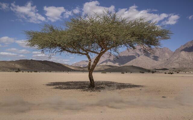 صورة توضيحية لشجرة في الصحراء، خلال سباق "رالي داكار" في السعودية، 6 يناير 2020 (AP Photo/Bernat Armangue)
