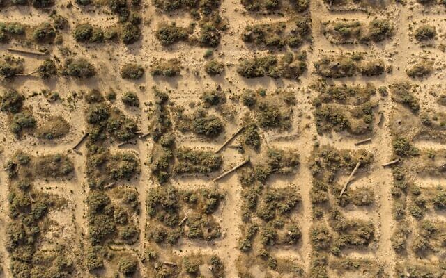 بستان نخيل مدمر بالقرب من شط العرب في مدينة البصرة جنوب العراق، 7 يوليو 2022 (HUSSEIN FALEH / AFP)