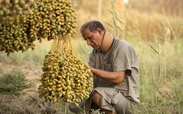 أحمد العواد يقطف التمور من أشجار النخيل في مدينة البصرة جنوب العراق، في 9 يوليو 2022 (HUSSEIN FALEH / AFP)