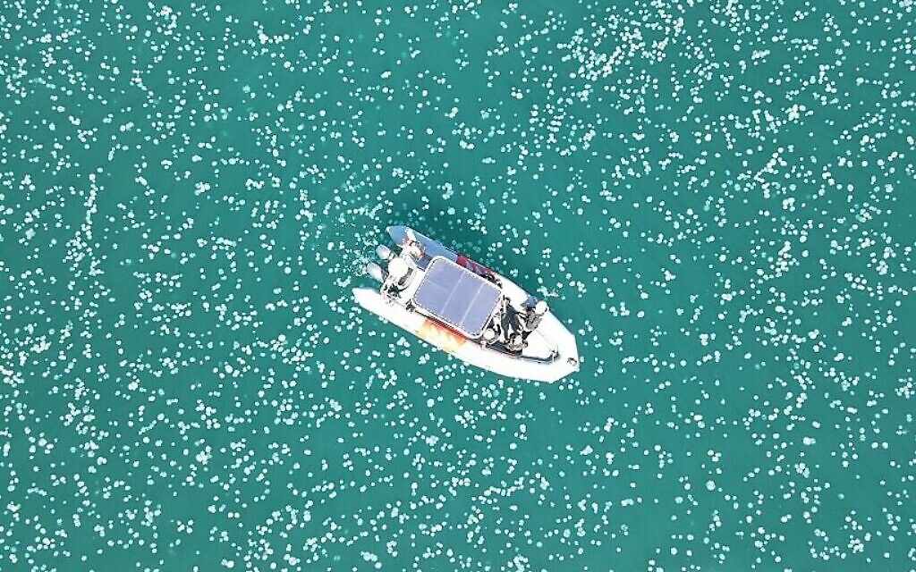 سرب من قناديل البحر قبالة الساحل بالقرب من حيفا، 19 يوليو 2022 (Screen grab / Rotem Sadeh / Israel Nature and Parks Authority)