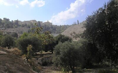 أشجار زيتون قديمة في وادي الربابة بالقدس (Deror avi، CC BY-SA 3.0، Wikimedia Commons)