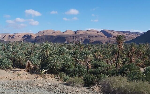 صورة للواحة في تمنارت، المغرب، في نوفمبر 2021. تقع القرية خلف أشجار التمر.(Courtesy Orit Ouaknine-Yekutieli/Yuval Yekutieli)