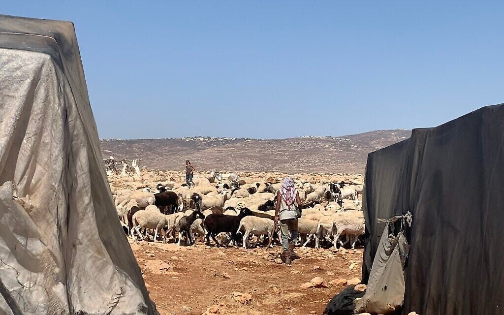 مستوطن شاب من بؤرة ملآخي هاشالوم (ملائكة السلام) الاستيطانية يجلب قطيعه إلى أرض قريبة من تجمع عين الرشاش الفلسطيني. (Charlie Summers/Times of Israel) مستوطن شاب من بؤرة ملآخي هاشالوم (ملائكة السلام) الاستيطانية يجلب قطيعه إلى أرض قريبة من تجمع عين الرشاش الفلسطيني. (Charlie Summers/Times of Israel)