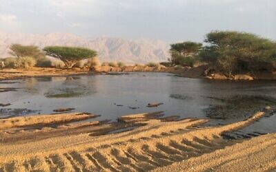 التسرب النفطي الهائل في محمية عيفرونا الطبيعية عام 2014. (Environmental Protection Ministry)