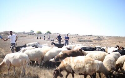 أهالي قرية خربة زنوتا الفلسطينية يرعون أغنامهم ومنازلهم تظهر في الخلفية، عقب عودتهم إلى المسكن بعد فرارهم من عنف المستوطنين العام الماضي، 21 أغسطس، 2024. (Hamdan Ballal / Haqel)