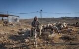 راعي يهودي يرعى أغنامه بالقرب من بؤرة استيطانية في الضفة الغربية، 29 يونيو 2025. (Chaim Goldberg/Flash90)