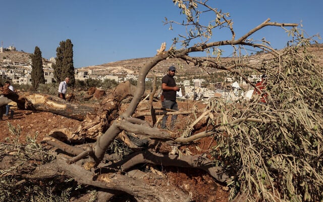 رجال فلسطينيون يتفقدون أشجار زيتون يقال إن جنودًا إسرائيليين اقتلعوها باستخدام جرافة في قرية المغير بالضفة الغربية، شمال رام الله، في 24 أغسطس/آب 2025. (زين جعفر / وكالة فرانس برس)