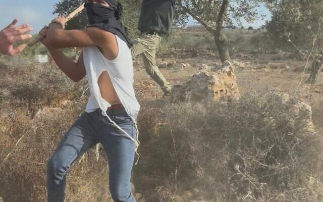 متطرف يهودي يعتدي على قاطفي الزيتون الفلسطينيين ونشطاء الحقوق المدنية بالقرب من بلدة ترمسعيا في الضفة الغربية، 19 أكتوبر/تشرين الأول 2025. (Courtesy Jasper Nathaniel)