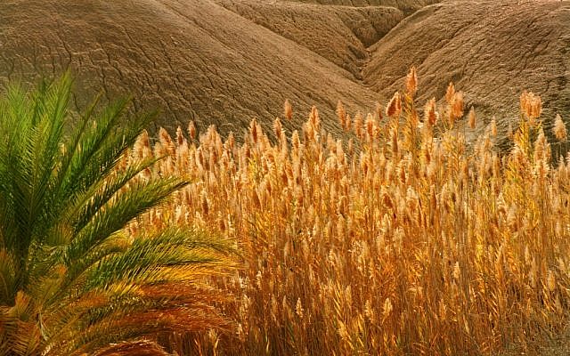 Illustrative: A wheat field in southern Israel (Doron Horowitz/Flash90)
