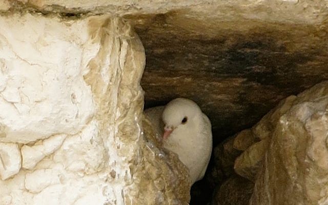 A dove nestles among stones at Jerusalem's Western Wall (Photo: Qanta Ahmed)