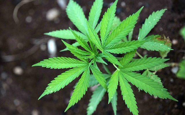 Illustrative: Cannabis leaves (Yossi Zamir/ Flash90)