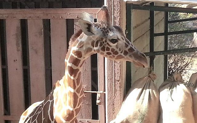 Jengo the giraffe on February 5, 2015. (photo credit: Courtesy)