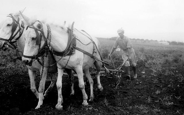 A member of Kibbutz Ein Harod plowing a field, 1934 (Kluger Zoltan, GPO)
