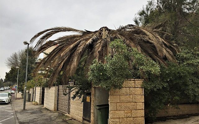 An afflicted palm tree on Rabbenu Politi Street in Jerusalem (Photo: Shira Pasternak Be’eri)