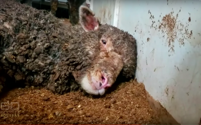 Screenshot from a 60 Minutes Australia expose aired April 2018 on shipping of live livestock  from Australia to the Middle East.
