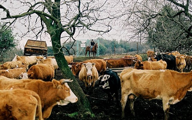 Cows roaming in the Golan. (photo credit: Moshe Shai/Flash 90)