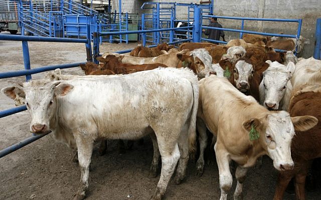 Illustrative photo of cows at a livestock farm (photo credit: Abed Rahim Khatib/Flash90)