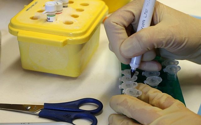Working on breast cancer research at the Ben-Porath laboratory, Hadassah Hospital, Jerusalem. (Keren Freeman/Flash90)