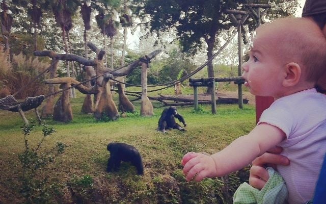 Our AAA card got us a discounted admission at the Miami Zoo.  Thanks AAA!