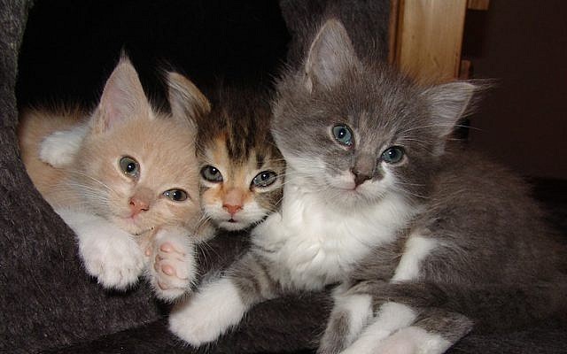 What do people really think of your cute cat videos? The Reactions app will tell you (Pixabay)