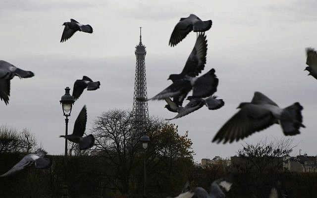 Pigeons fly at the Tuileries gardens, with the Eiffel Tower in background, in Paris, Saturday, November 14, 2015 (AP Photo/Amr Nabil) Pigeons fly at the Tuileries gardens, with the Eiffel Tower in background, in Paris, Saturday, November 14, 2015 (AP Photo/Amr Nabil)