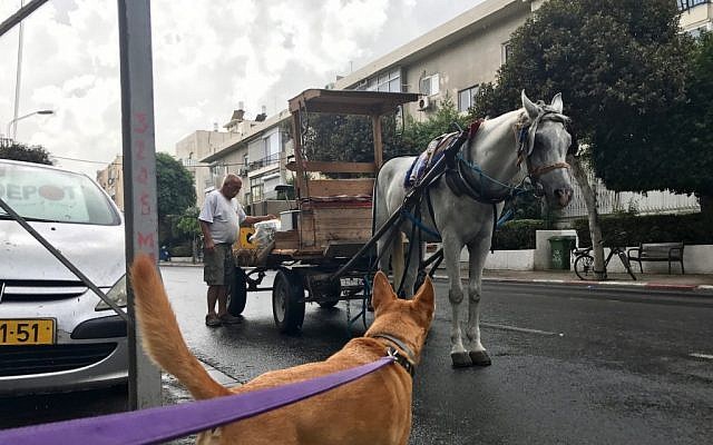 Ben Yehuda Street, Tel Aviv , October 8, 2017 (Miriam Herschlag)