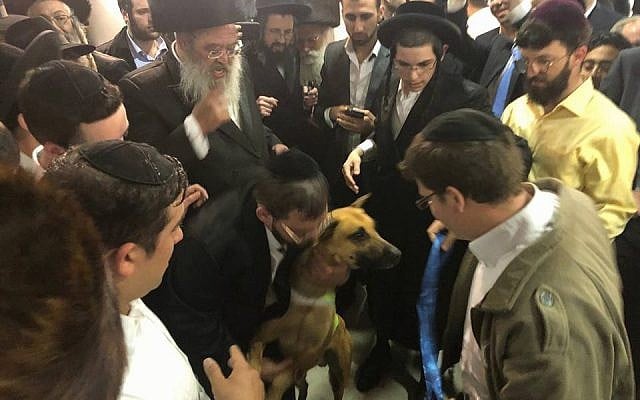 Haredim dance with Teddy at Rabbi Oring's son's wedding
