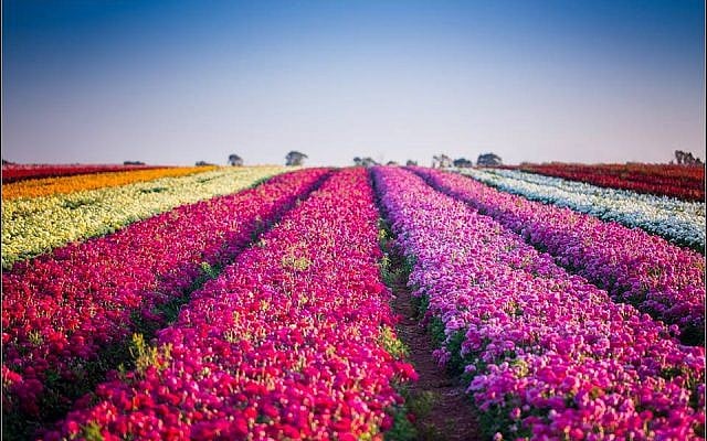 Be'er Tuvia flowers. (Courtesy, Deborah Dickson)