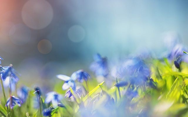Illustrative. Flowers. (iStock)