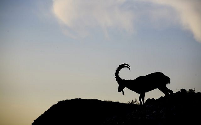 Silhouette of a Nubian Ibex (wild goat) at sunrise seen on the cliffs next to the Dead Sea (Matanya Tausig /Flash90)
