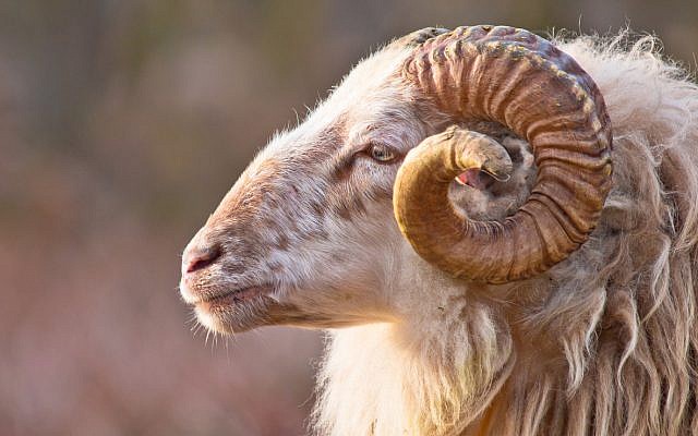 Illustrative. The horns of a male long-tailed sheepm akin to shofar. (iStock)