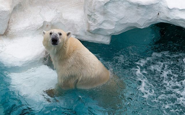 Illustrative. Polar bear in zoo. (iStock)