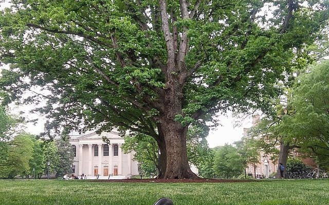 A tree at the University of North Carolina at Chapel Hill (2018).