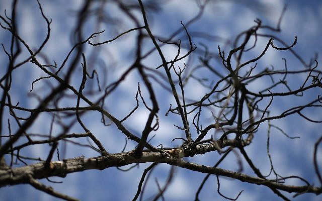 A dead tree in an avocado grove near Valley Center, California, in 2014. (David McNew/ Getty Images)