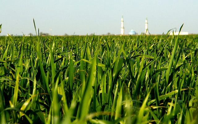 Mosque in Gaza seen through the wheatfields of Kibbuz Nirim, fields which are planted and tended right up to the border. Mosque in Gaza seen through the wheatfields of Kibbuz Nirim, fields which are planted and tended right up to the border.