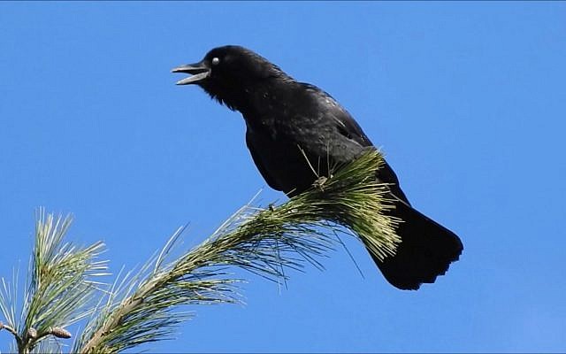 Crow on top (S. Horenstein)
